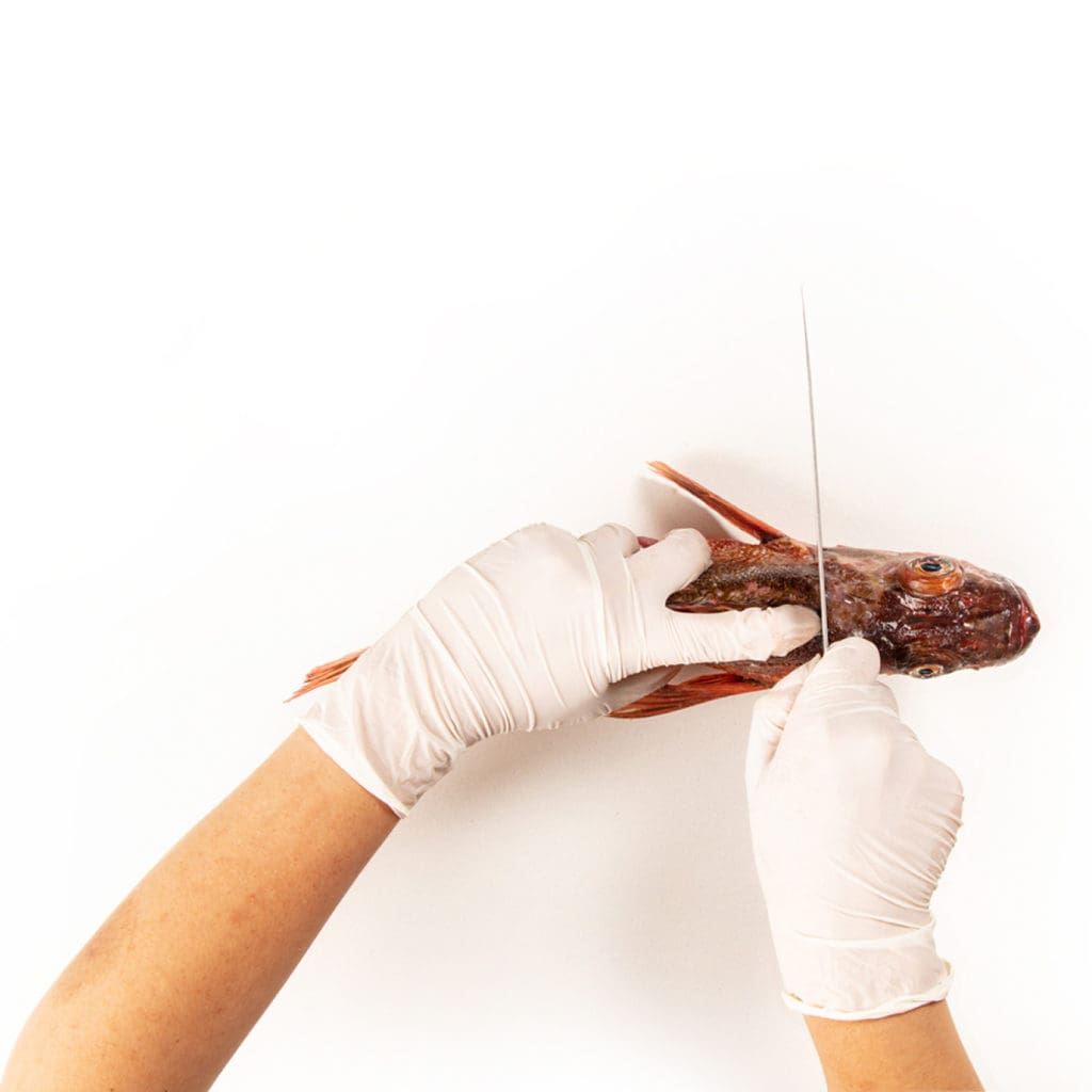 Beer battered fish | JAN Online